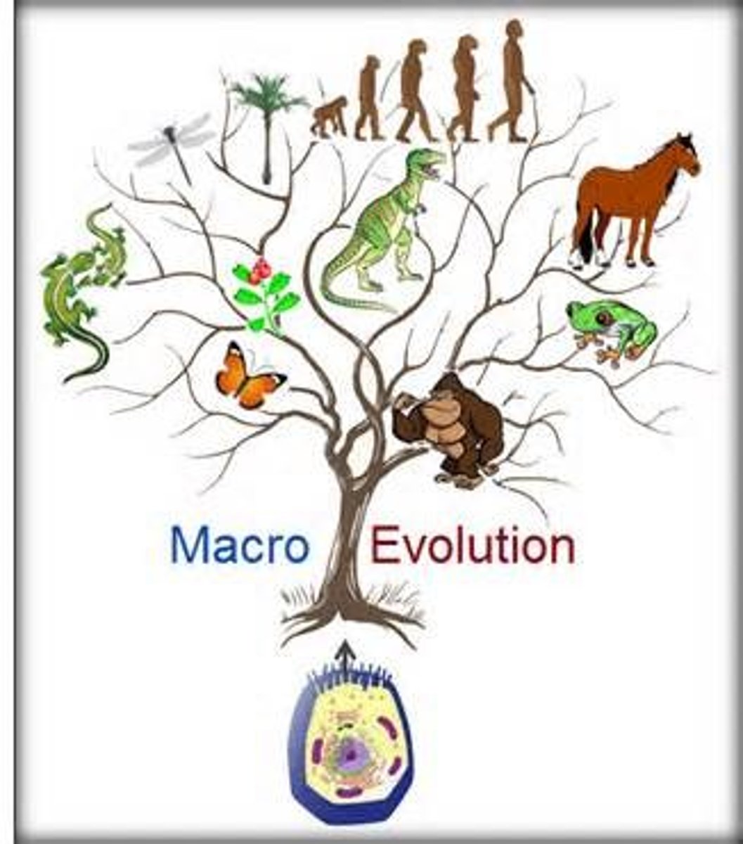 <p>The formation of a completely new species, genera etc</p>