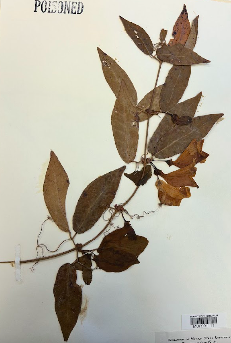 <p>Family + Genus</p>