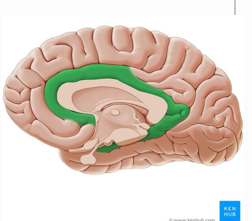 <p>function of limbic lobe</p>