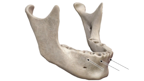<p><span>Name the corrugated elevation and the bone.</span></p>
