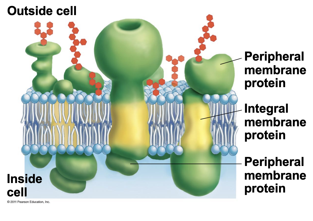 <p>Integral proteins are proteins permanently attached to the lipid bilayer, transmembrane are a subsection that cross the bilayer (instead of just being a part)</p>