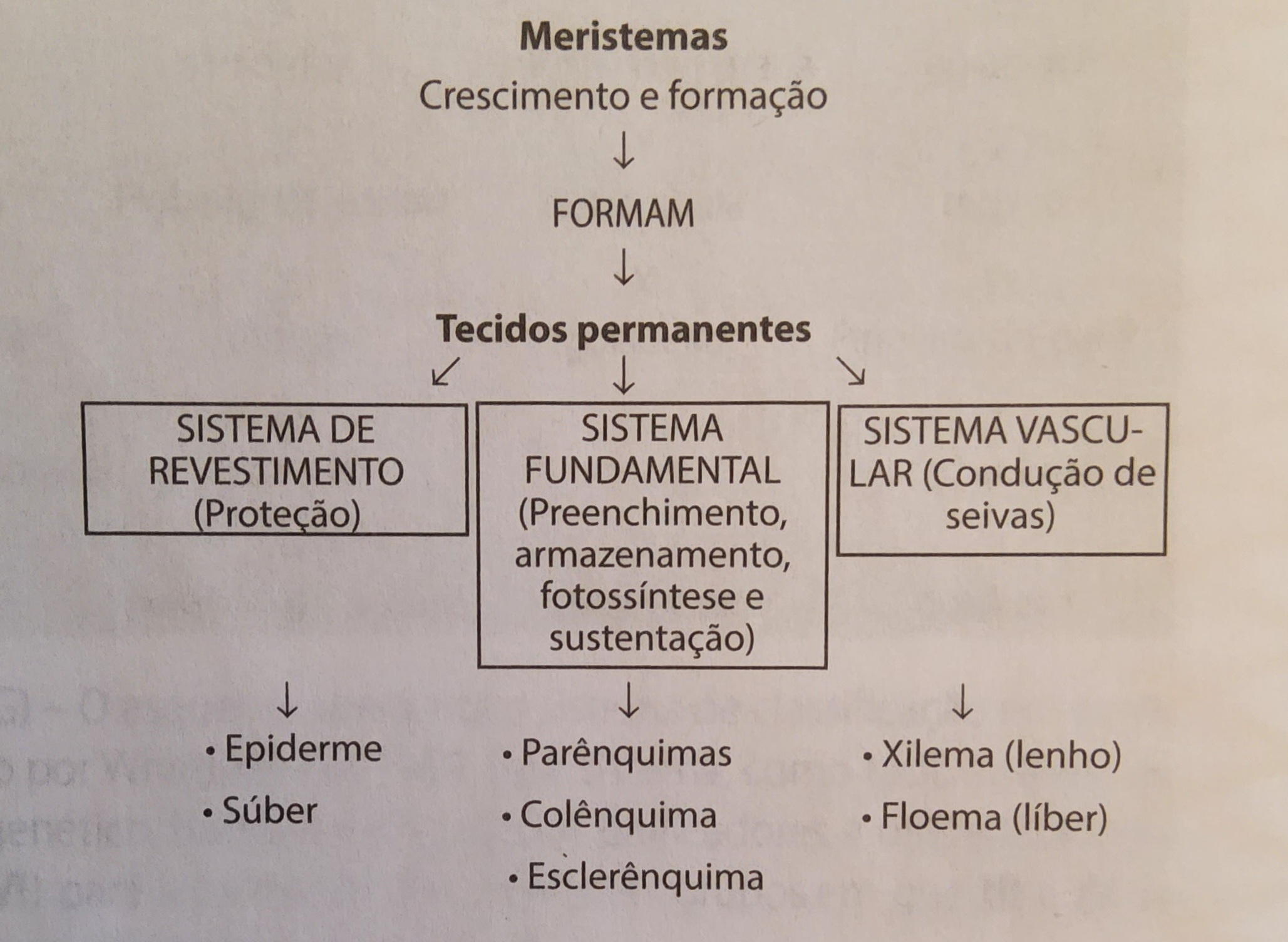 * podem ser meristemas/embrionários ou pemanentes/adultos