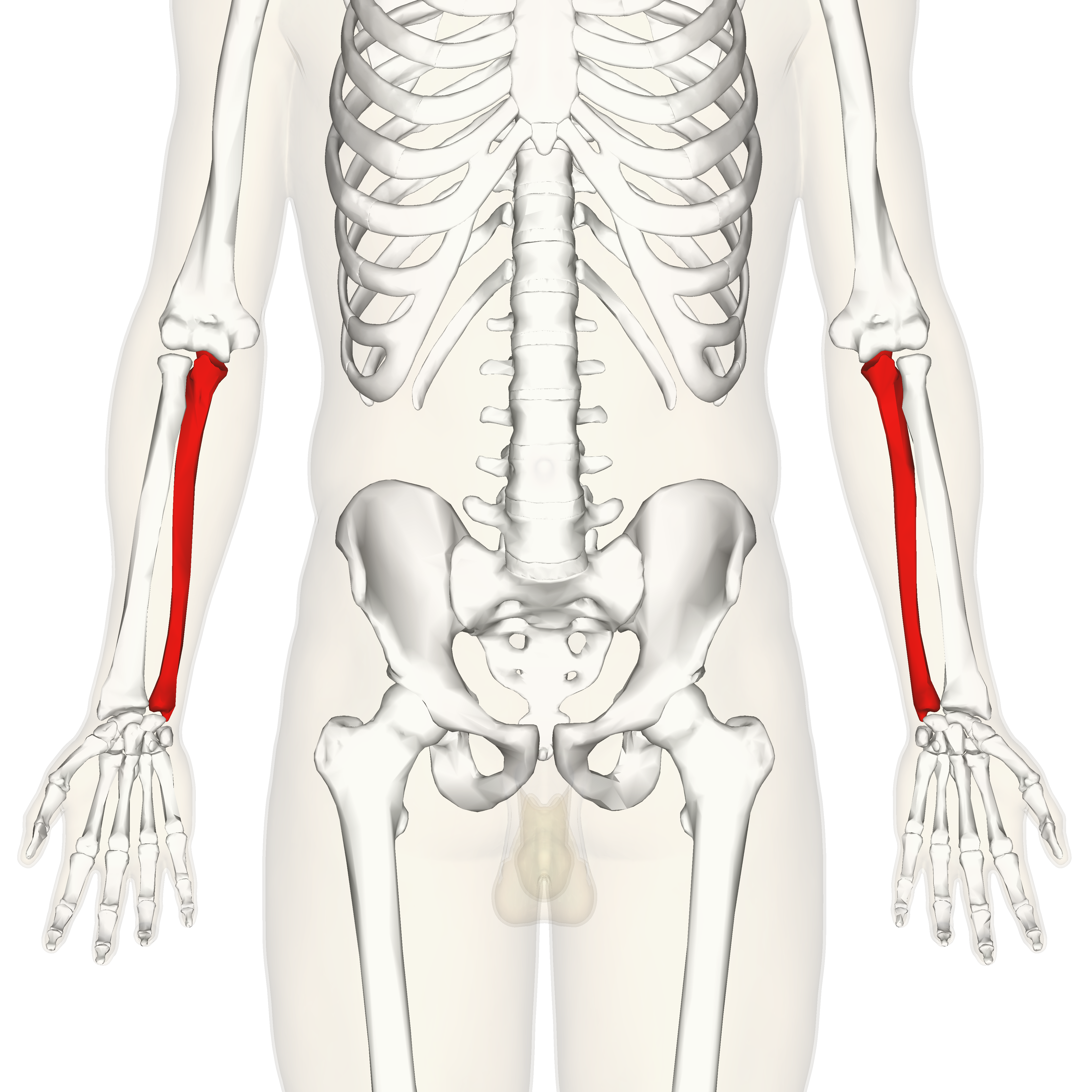 <p>Ulna</p><p>On ya!</p>