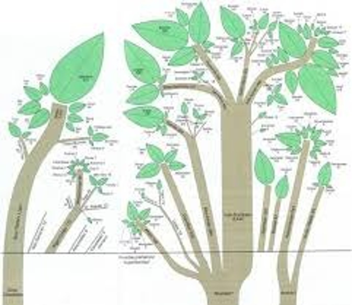 <p>A large group of languages that might all have descended from a language spoken around 6,000 years ago.</p>