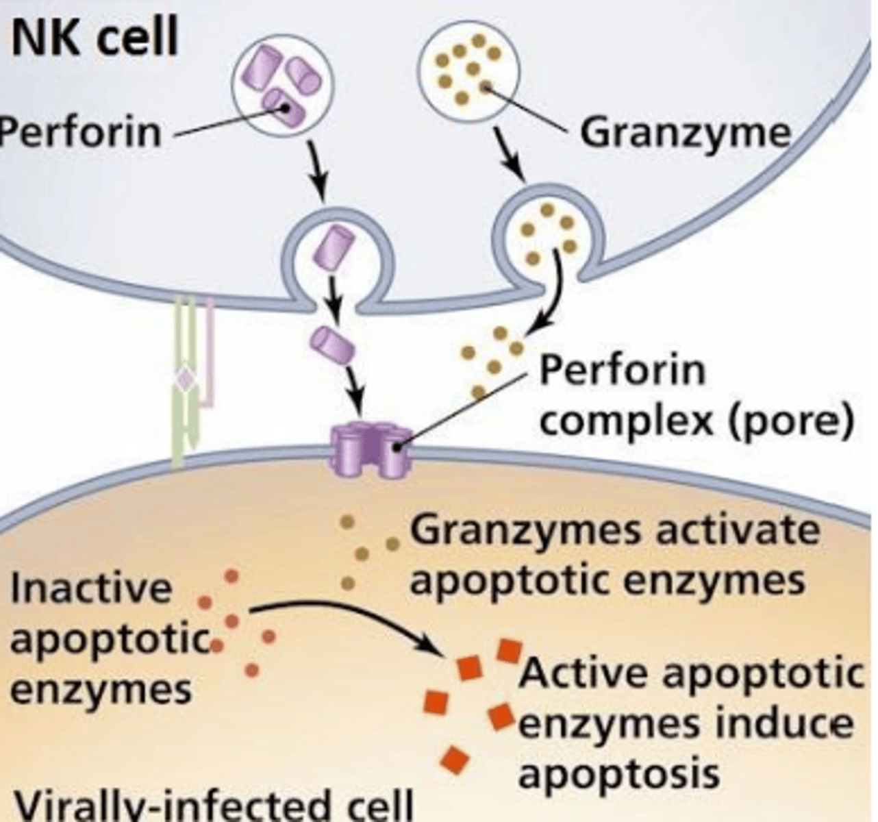 <p>Perforin dependent mechanism</p>