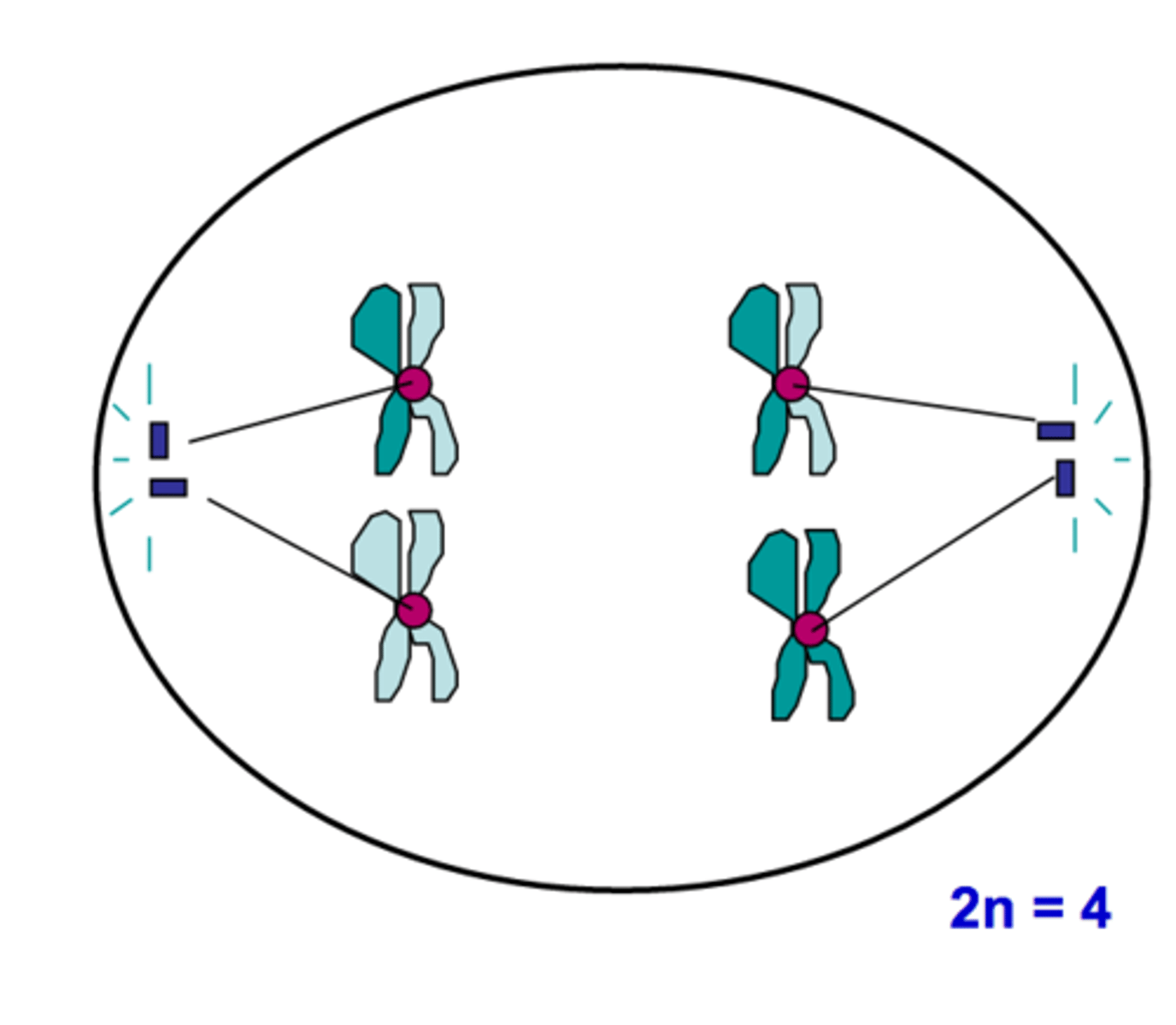 <p>The phase of meiosis in which homologous chromosomes separate and move towards the poles; sister chromatids remain attached at their centromeres</p>