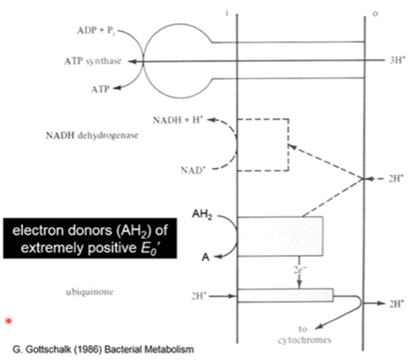 <p>- electrons from AH2 are funneled into the respiratory chain and used to generate a PMF</p><p>- PMF used to generate ATP via ATP synthase</p><p>- PMF is partially consumed to reduce NAD+ to NADH</p>