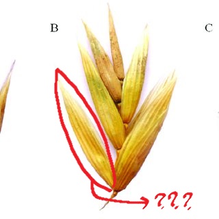 <p>consists of the stamens and the pistil bounded on the outside by lodicules</p>