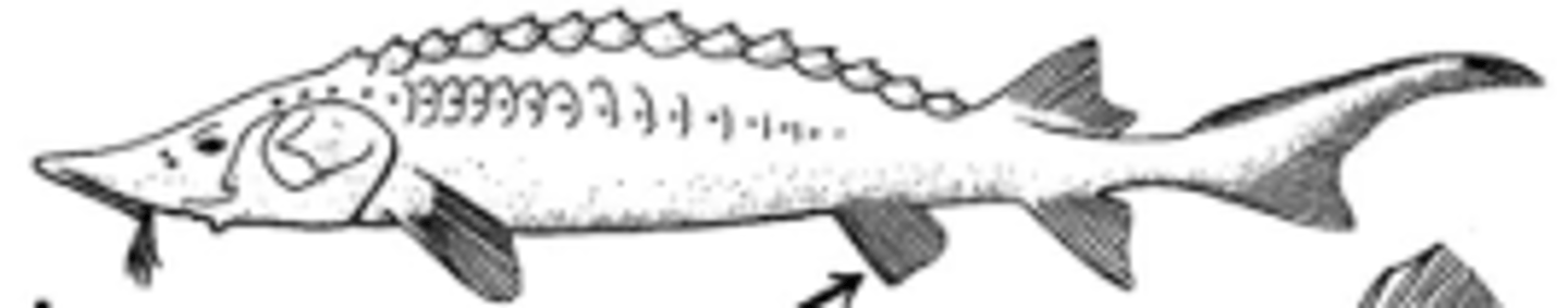<p>most ancestral state; attach ventral to abdomen anywhere from anterior to anus, posterior to pectoral fins. Pelvic girdle NOT attached</p>