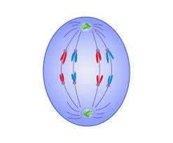 <p>Sister chromatids separate and move toward opposite poles.</p>