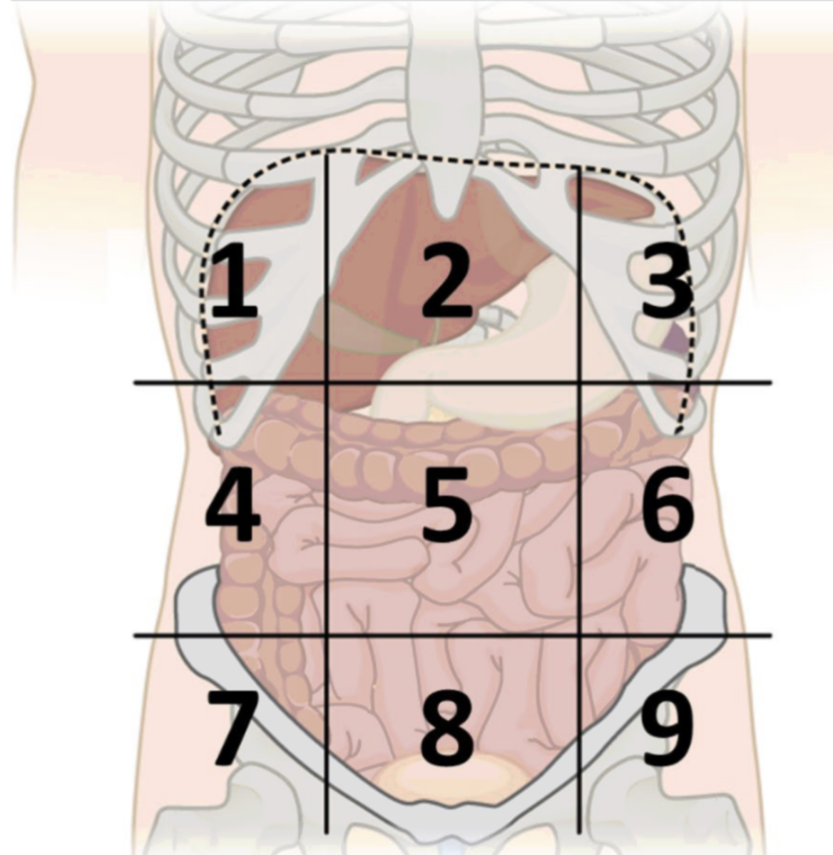 <p>abdominopelvic region 7</p>