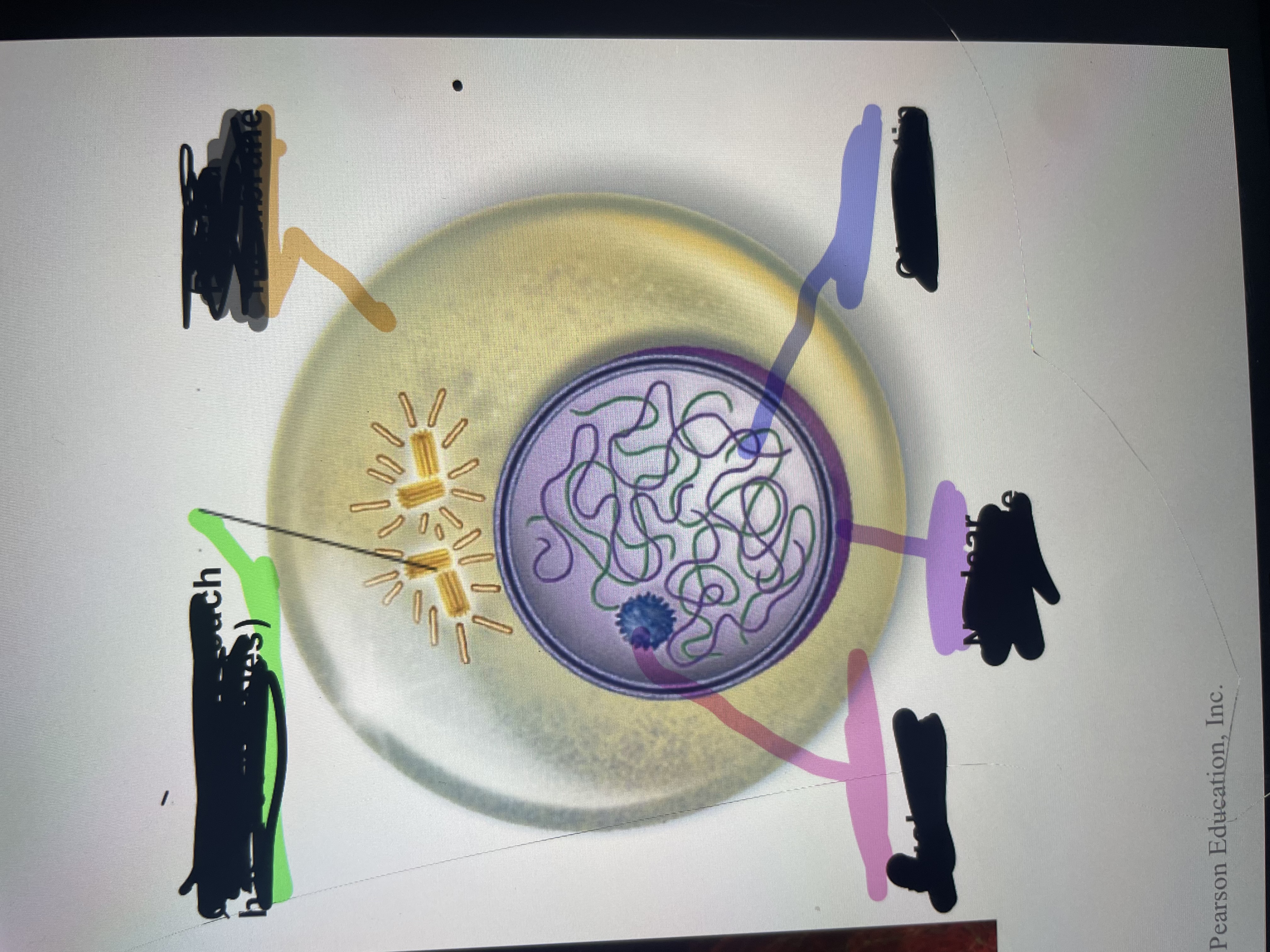<p>What is located at the purple line?</p>