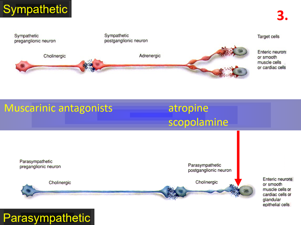 <p>Muscarinic Antagonist</p>