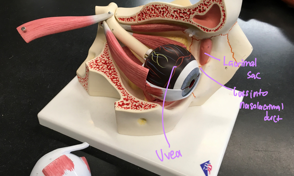 <p>the lacrimal sac goes into the _______ ____.</p>
