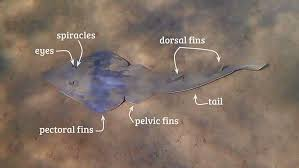 <p>Spiracles</p>