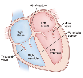 <p>right atrium, left atrium, right ventricle, left ventricle</p>