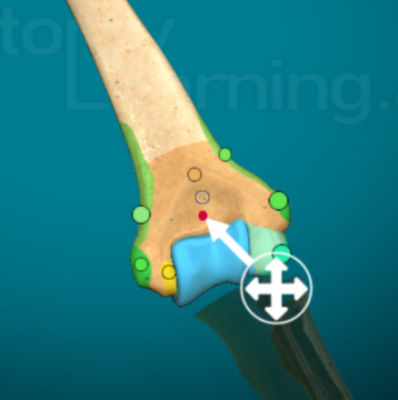 <p>a fingerprint-like depression</p>