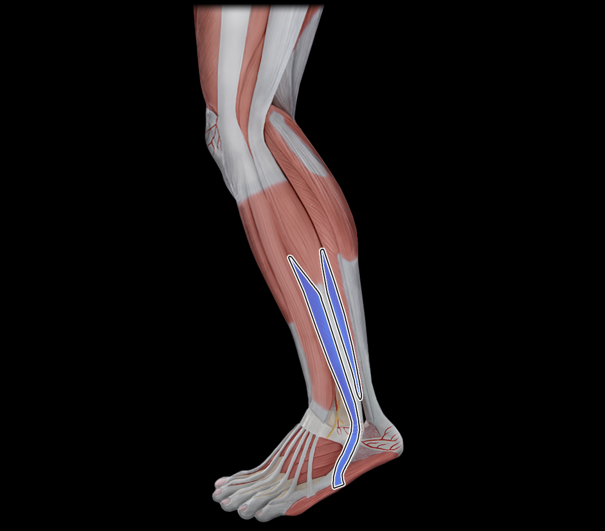 knowt flashcard image