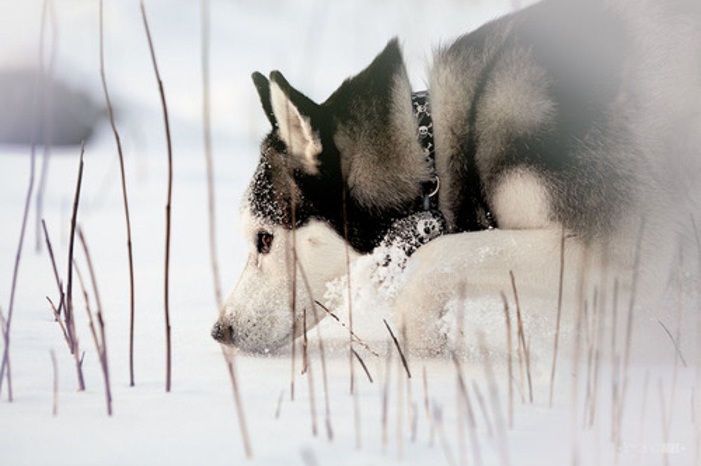 <p>(v.) to smell by short intakes of air.</p>