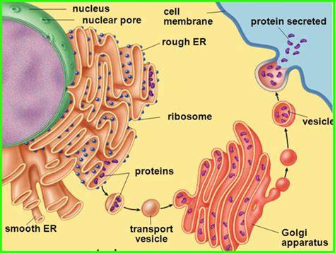 <ul><li><p>membrane bound organelle </p></li><li><p>organising, modifying and secreting lipids and proteins</p></li><li><p>stack of membranes </p></li><li><p>package into vesiculas </p></li></ul><p></p>