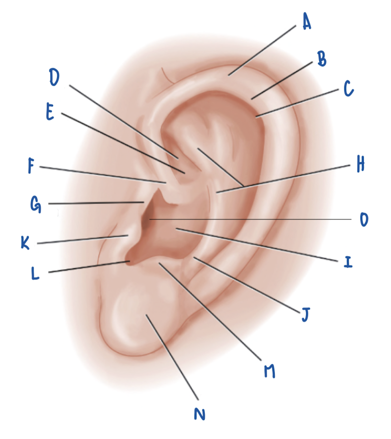 <p>Name the Part of the Pinna labeled N</p>