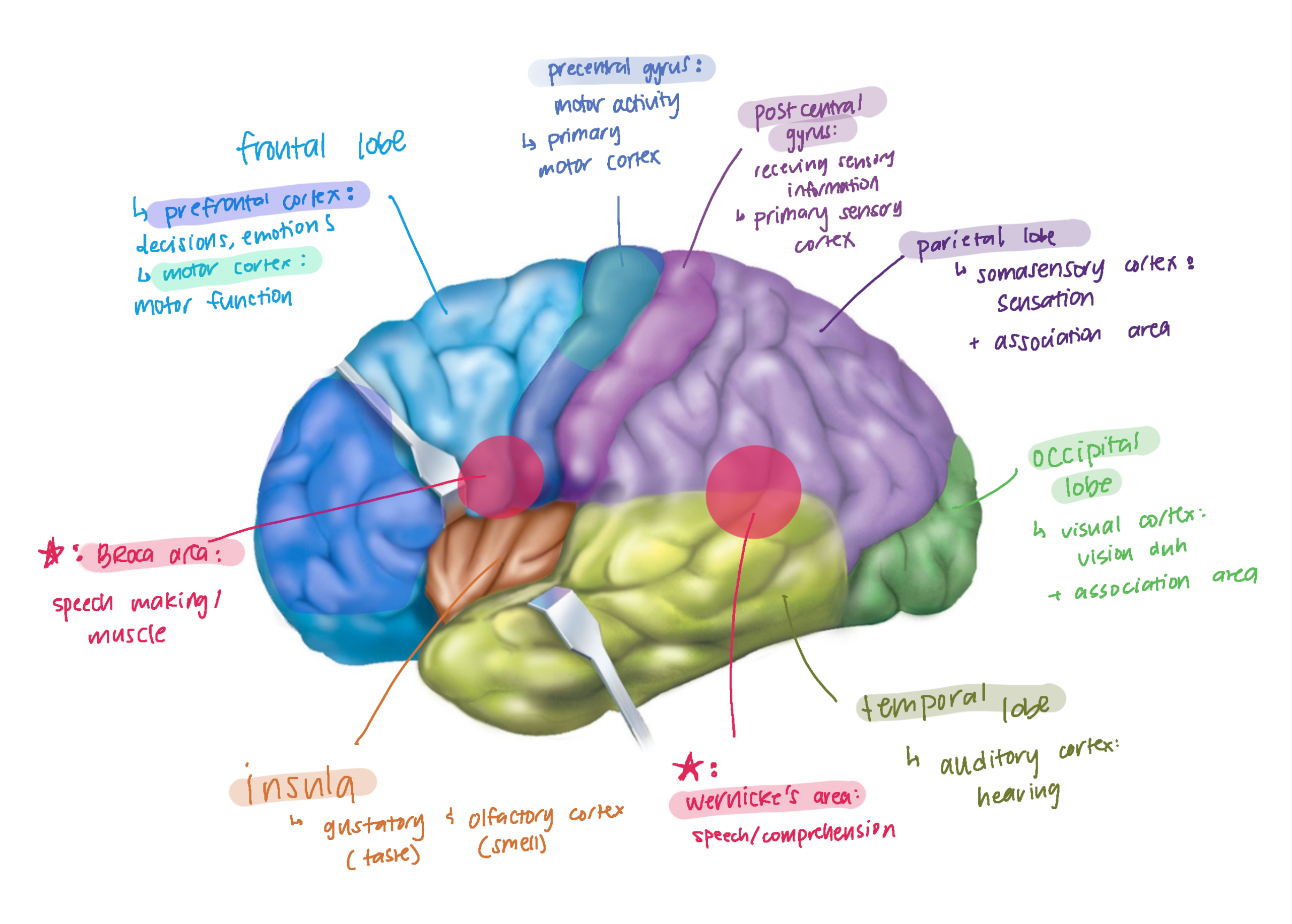 knowt flashcard image