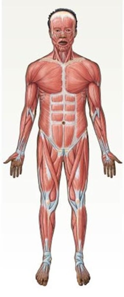 <p>movement/locomotion: muscles</p>
