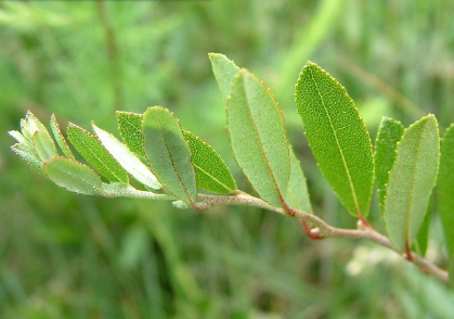 <p><em>Chamaedaphne calyculata</em></p>