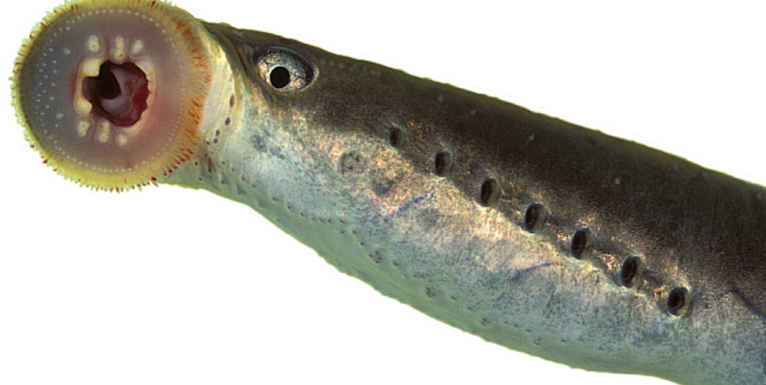 <p>What fish is this?</p>