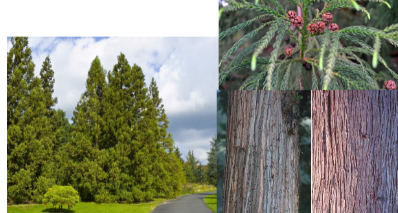 <p>-nubbins (flowers?) at ends of some needles -droopy, linear needles, have sharp points -spikey like pinecones (green to brown)</p>