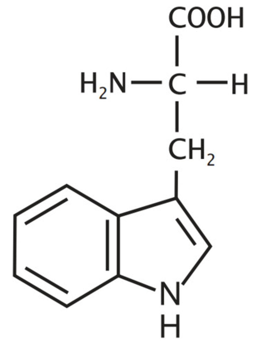 <p>Aromatic (hydrophobic, polar), Absorbs UV light, Fluoresces</p>