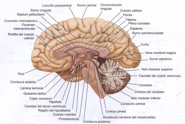 Acueducto cerebral 