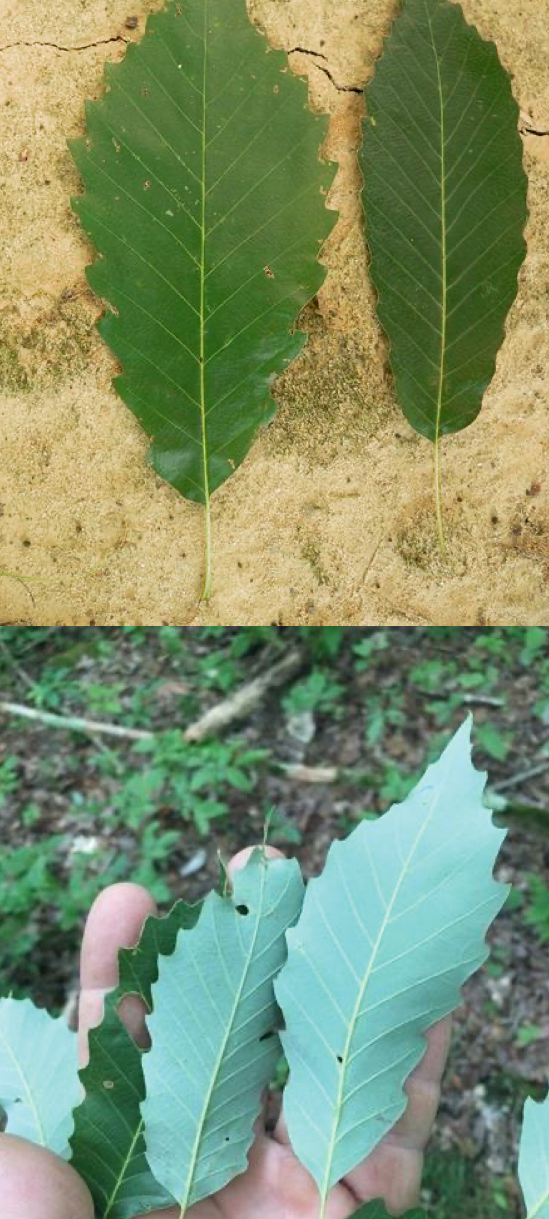 <p>chinkapin oak </p>