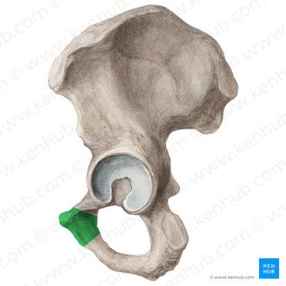 <p>Origin: levator ani (partial), adductor brevis &amp; longus (partial &amp; inferior to pubic crest), &amp; gracilis (partial)</p>