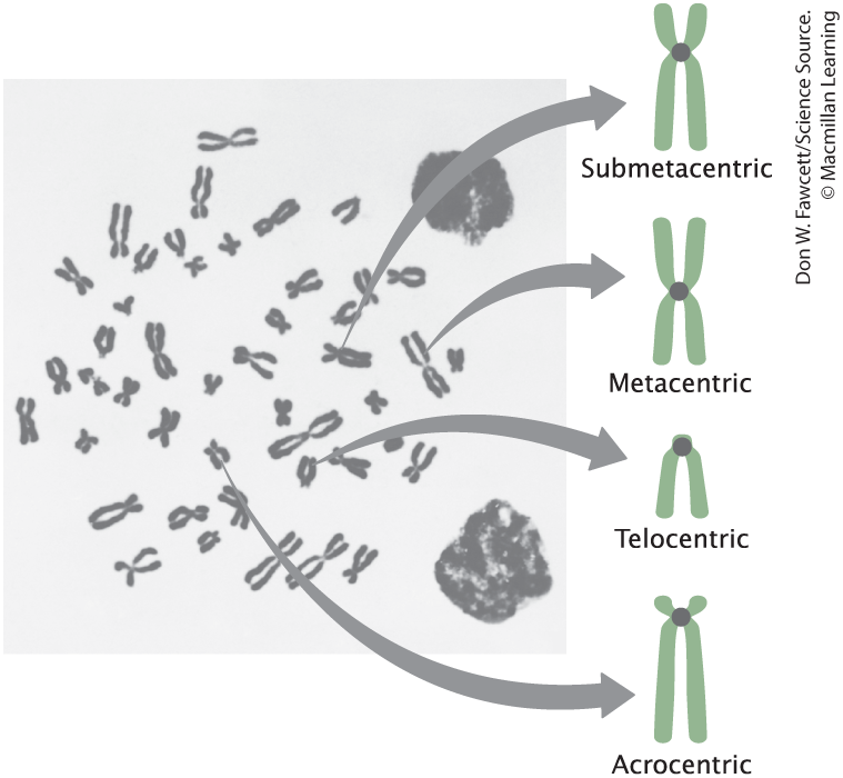 <ul><li><p>Metacentric (Middle</p></li><li><p>Submetacentric (Almost middle)</p></li><li><p>Telocentric (end)</p></li><li><p>Afrocentric (almost end)</p></li></ul><p></p>
