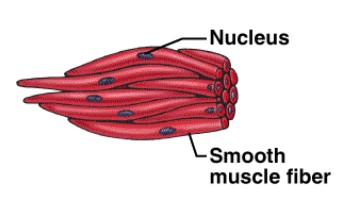 <p>Smooth muscle</p>