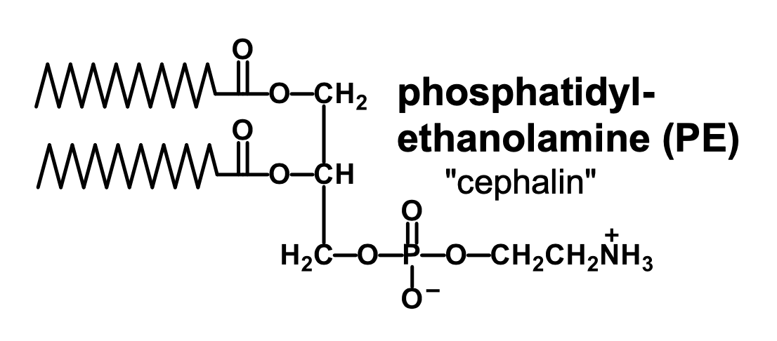 <p>It is an ethanolamine connected to the phosphate group of phosphatidate</p>
