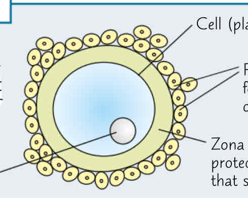 <p>-Haploid nuclear </p><p>-cell plasma membrane </p><p>-follicle cells=form a protective coating </p><p>-zona pellucida=forms an impenetrable barrier after fertilisation, preventing other sperm from entering the cell</p><p>-lipid droplets </p><p>-contains food to provide energy for the dividing zygote </p>