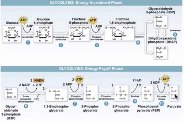 <p>Two major phases of glycolysis</p>