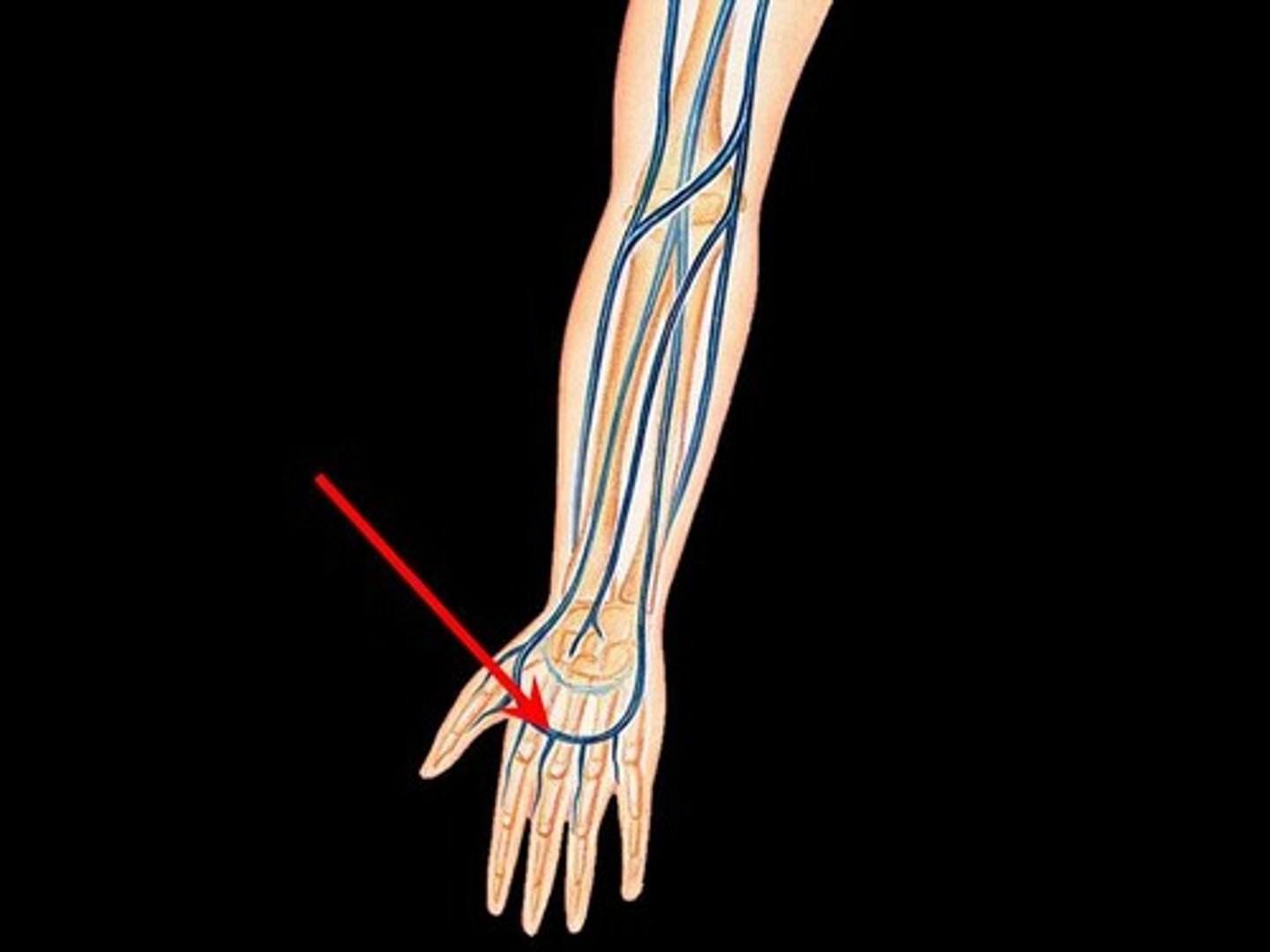 <p>identify these veins</p>