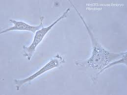 <ul><li><p>Major cell type of the prototypical connective tissue</p></li><li><p>Long and spindle-shaped cells</p></li><li><p>Secrete <strong>tropocollagen</strong> (a precursor of collagen) and constituents of the ground substance</p></li></ul><p></p>