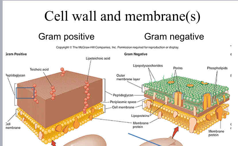 <p>Gram Positive vs. Gram Negative Bacteria</p>