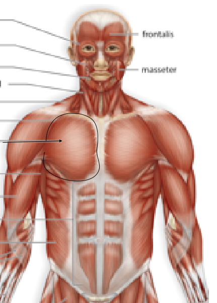 <p>Name the muscle:</p>