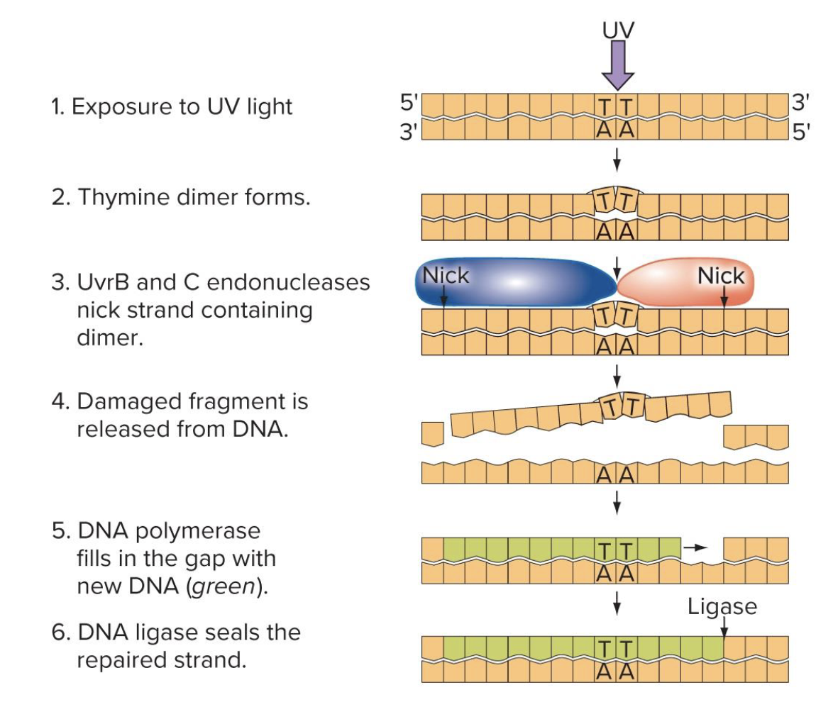 <p>corrects damaged nucleotides</p><ul><li><p><strong>UvrA and UvrB complexes</strong> → scan for <u>distortions in the double helix</u> (eg those produced by thymine dimers) </p></li><li><p><strong>UvrB and UvrC complex</strong> → cut around the damaged DNA</p></li><li><p>dna pol fills in the gaps</p></li></ul><p></p>