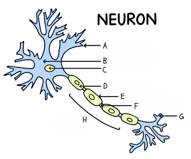 <p>Identify part ‘G’ of the Neuron</p>