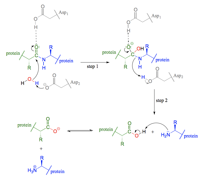 <p>Serine instead of aspartate.</p>