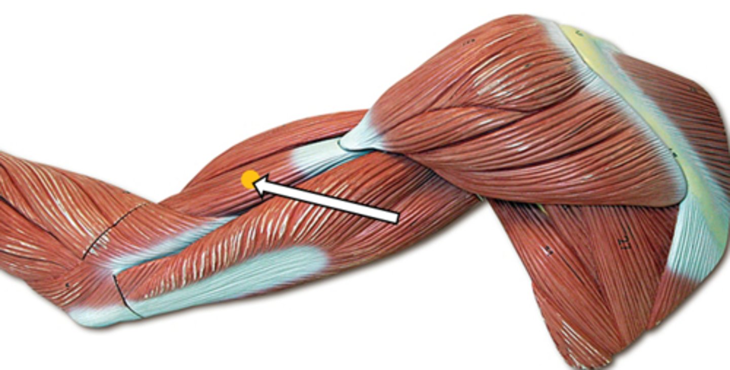 <p>brachialis (function)</p>