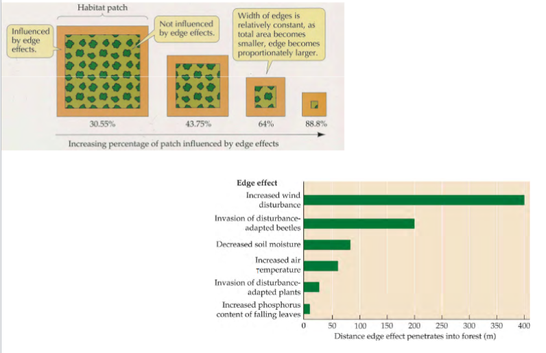 <p>deforestation creates new edges, exposes organisms once surrounded by forest to new abiotic and biotic conditions</p><p>increased E:A ratio leads to increased light penetration, microclimate shifts (change in temp and/or humidity), easy access and exploitation of interior resources (by predators, herbivores, diseases, non-native spp, humans)</p><p>smaller fragments are affected by more edge effects</p><p>edge effects lead to spp loss and homogenization (fragments with similar spp composition)</p><p>e.g. before: diverse mix of interior and edge spp</p><p>after: many interior spp lost and increased abundance of edge spp</p><p>across landscape, different patches are relatively similar having few interior spp and most of the same edge spp</p>