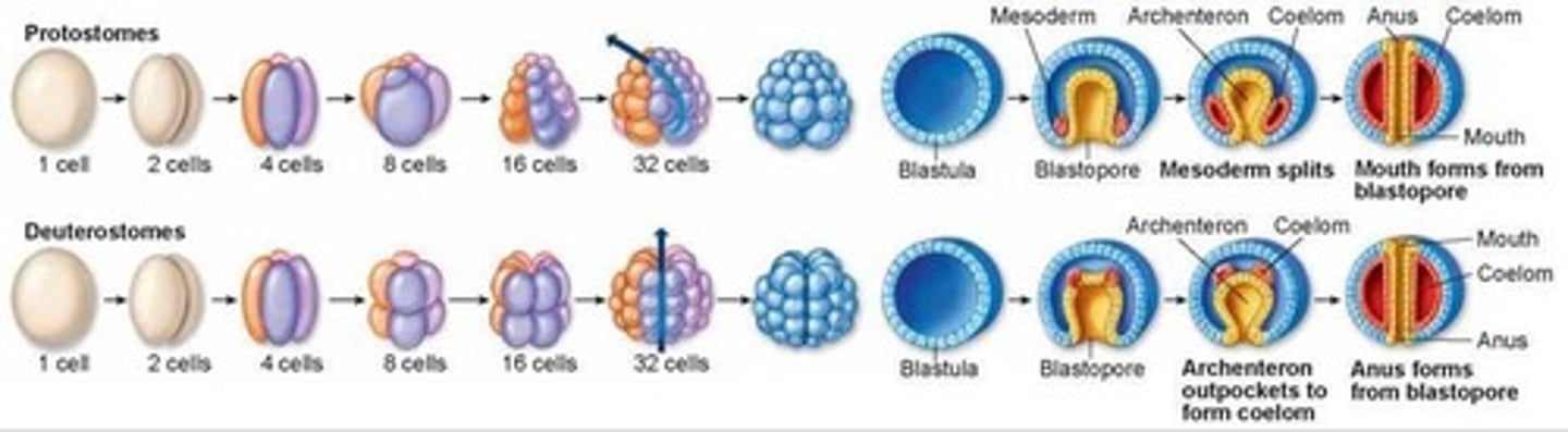 <p>Gastrulation evolved from no blastopore to protostome and then to deuterostome.</p>