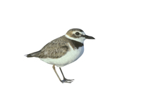 a bird with a short tail and long legs that is found mainly by the sea or in areas covered with grass (chim choi choi (chim chân dài, đuôi ngắn sống ở vùng đầm lầy gần biển)